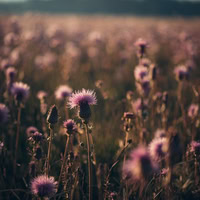 The Garden of Despair - The Purple Flowers