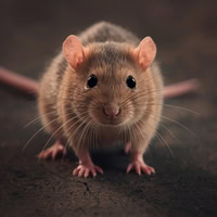 The Garden of Scorn - Purple Thistles